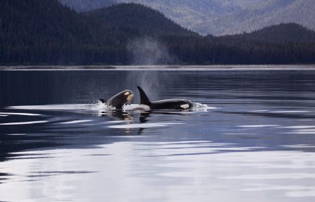 Orcas in water